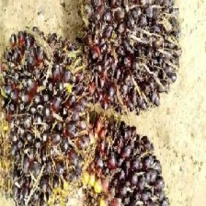 unripe_valid (85).jpg