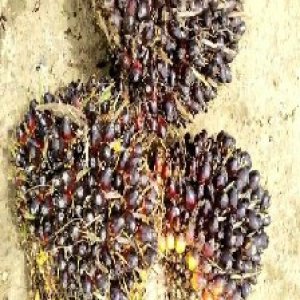 unripe_valid (86).jpg