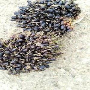 unripe_valid (87).jpg