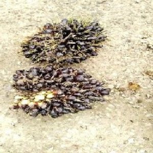 unripe_valid (89).jpg