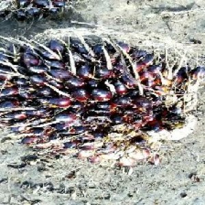 unripe_valid (9).jpg