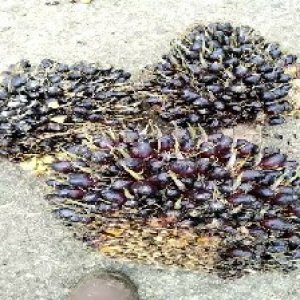 unripe_valid (90).jpg