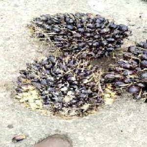 unripe_valid (91).jpg