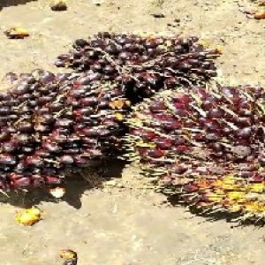 unripe_valid (93).jpg