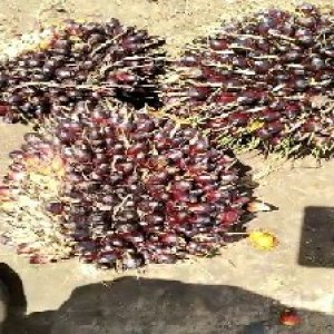 unripe_valid (95).jpg