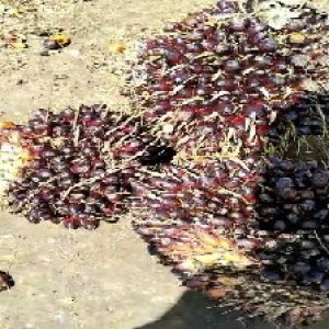 unripe_valid (96).jpg