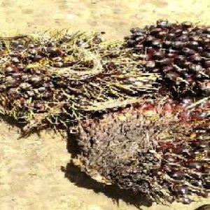 unripe_valid (98).jpg