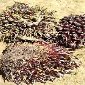 unripe_valid (99).jpg