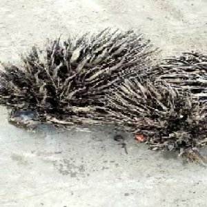 defect_train (100).jpg