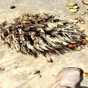 defect_train (1003).jpg