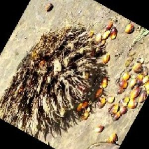 defect_train (1007).jpg