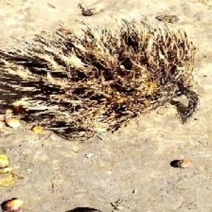 defect_train (1012).jpg