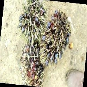 defect_train (1014).jpg