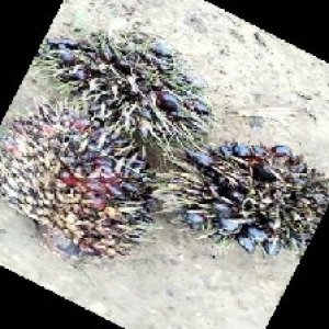 defect_train (1018).jpg