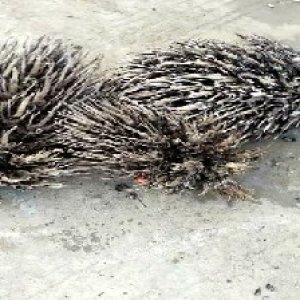 defect_train (102).jpg