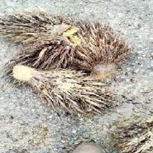 defect_train (1026).jpg