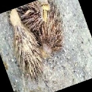 defect_train (1028).jpg