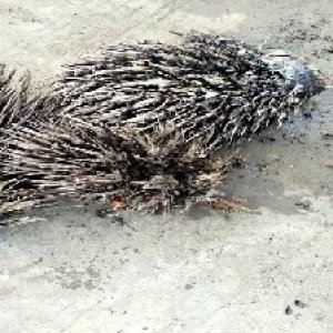 defect_train (103).jpg