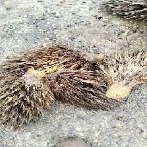 defect_train (1032).jpg