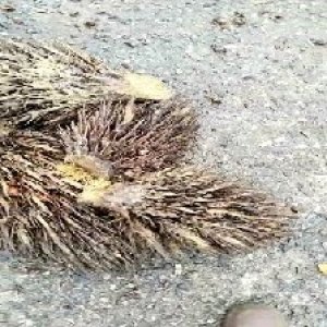 defect_train (1038).jpg