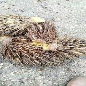 defect_train (1039).jpg