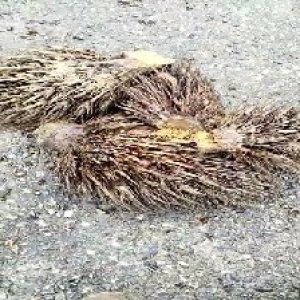 defect_train (1041).jpg