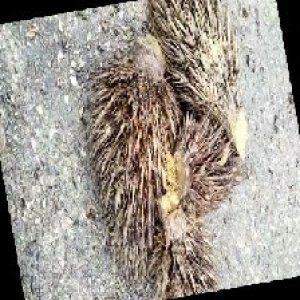 defect_train (1042).jpg