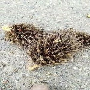 defect_train (1061).jpg