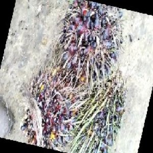 defect_train (1078).jpg