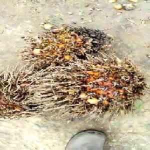 overripe_train (1000).jpg