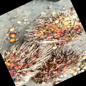 overripe_train (1005).jpg