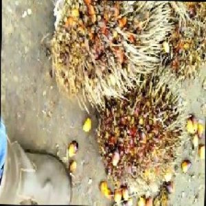 overripe_train (1007).jpg