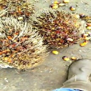 overripe_train (1008).jpg