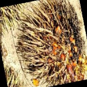 overripe_train (101).jpg