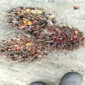 overripe_train (1013).jpg