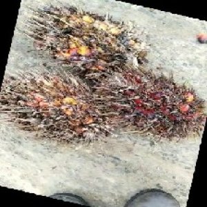 overripe_train (1014).jpg