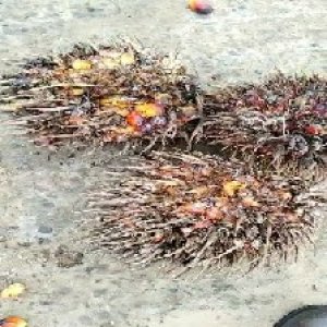 overripe_train (1016).jpg