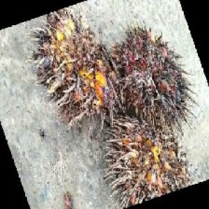 overripe_train (1019).jpg