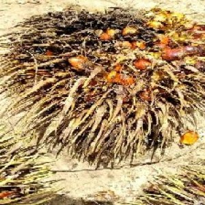 overripe_train (102).jpg