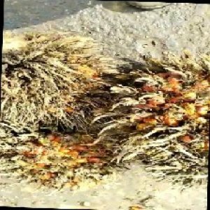 overripe_train (1022).jpg