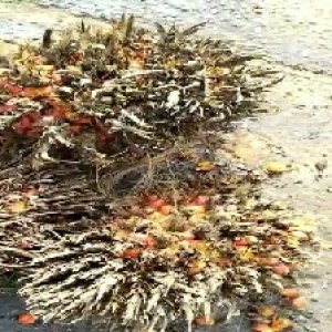 overripe_train (1023).jpg