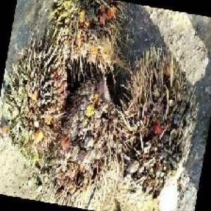 overripe_train (1027).jpg