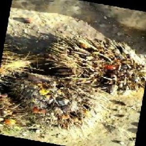 overripe_train (1030).jpg