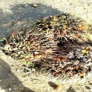 overripe_train (1031).jpg