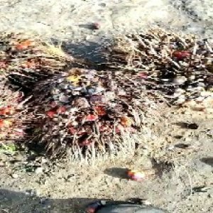 overripe_train (1033).jpg