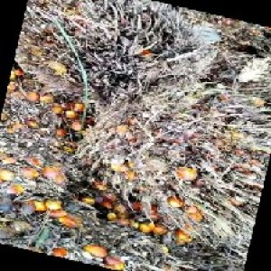 overripe_train (1035).jpg