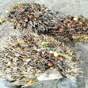 overripe_train (1046).jpg