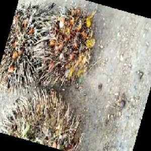 overripe_train (1048).jpg