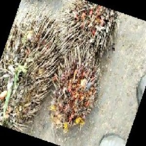 overripe_train (1049).jpg