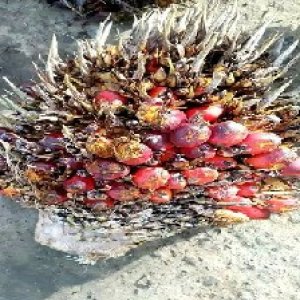 overripe_train (105).jpg